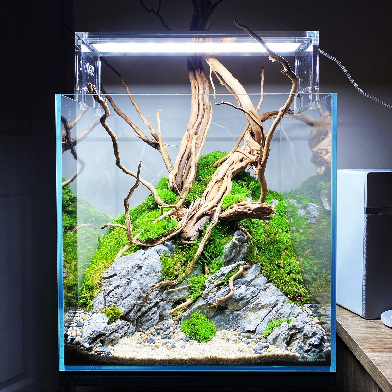 small aquascaped tank nature style
